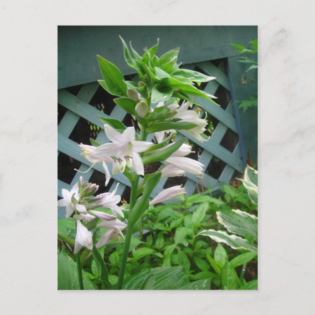 Hosta Florets postcard (Front)