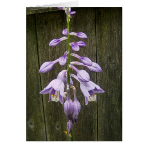 Hosta Flower