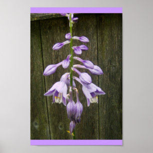 Hosta Flower Poster