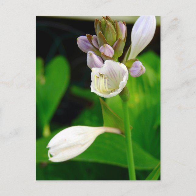 Hosta Flowers Postcard (Front)