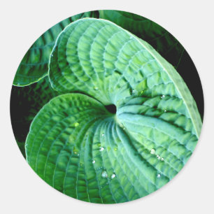 Hosta Heart Classic Round Sticker