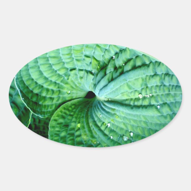 Hosta Heart Oval Sticker (Front)