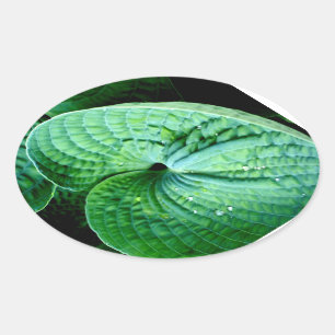 Hosta Heart Oval Sticker