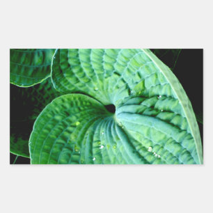 Hosta Heart Rectangular Sticker