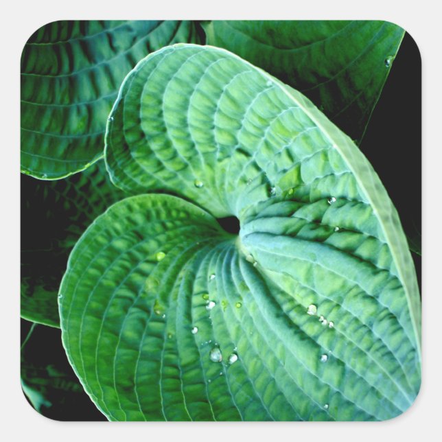 Hosta Heart Square Sticker (Front)