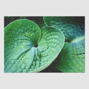 Hosta Heart Tissue Paper