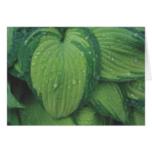 Hosta, 'June'