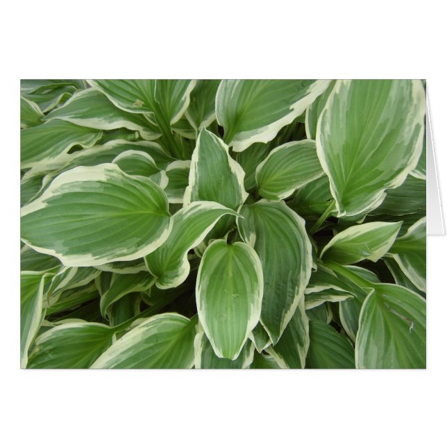 HOSTA LA VISTA (Front Horizontal)