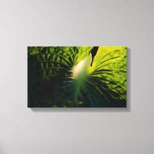 Hosta Leaf on Black Canvas Print