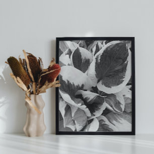 Hosta Leaves Black and White Photo Glossy Poster