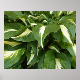 Hosta Leaves Poster