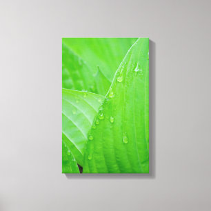 Hosta Leaves Water Droplets Canvas Print