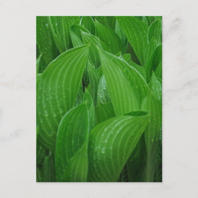 Hosta Leaves with Raindrops Postcard (Front)