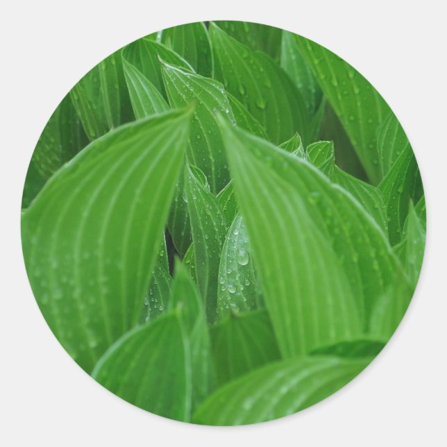 Hosta Leaves with Raindrops Stickers (Front)