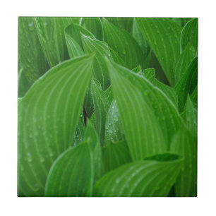 Hosta Leaves with Raindrops Tile