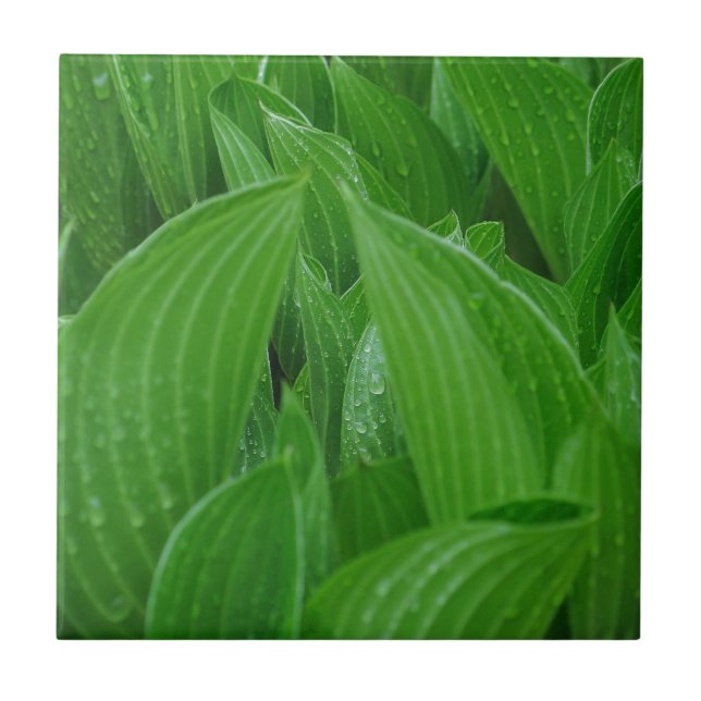 Hosta Leaves with Raindrops Tile (Front)