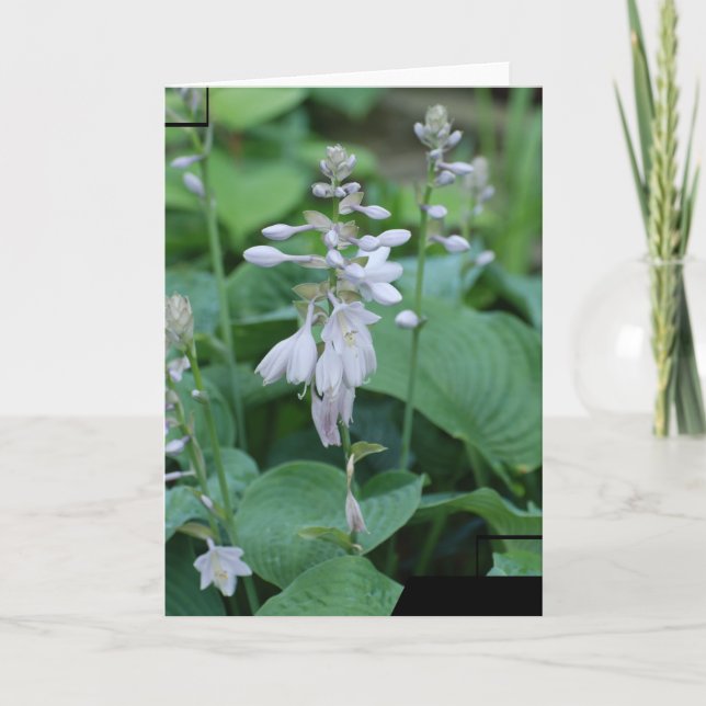 Hosta Plant  Greeting Card (Front)