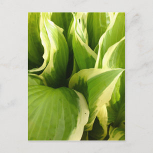 Hostas Postcard