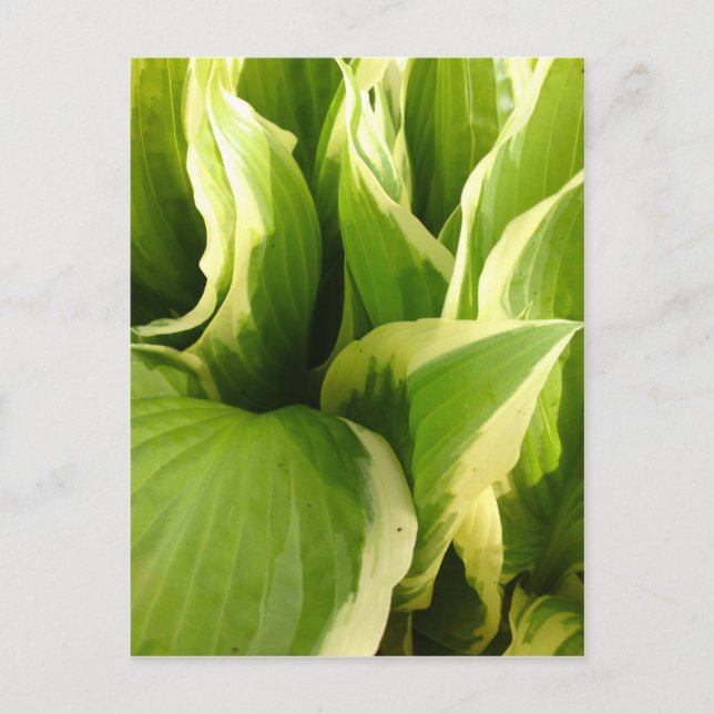 Hostas Postcard (Front)
