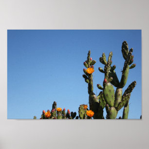 Hot Africa Desert Cactus Plant Prickly Pear Flower Poster