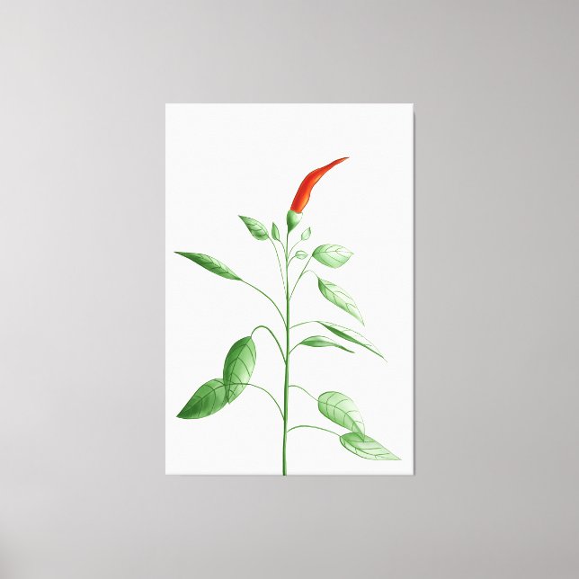 Hot Chilli Pepper Plant Botanical Illustration Canvas Print (Front)