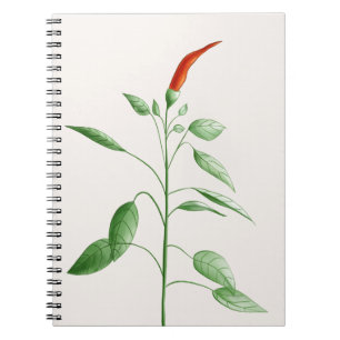 Hot Chilli Pepper Plant Botanical Illustration Notebook