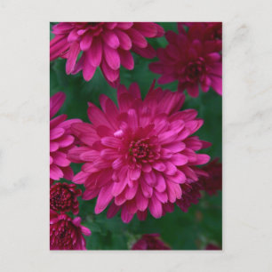 Hot Mum! Postcard