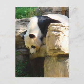 Hot Panda Postcard