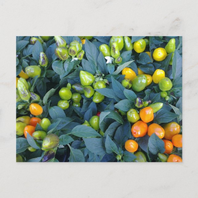 Hot Peppers Plant Postcard (Front)
