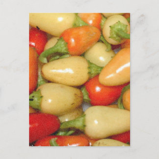 Hot Peppers red yellow and orange Postcard