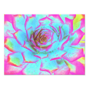 Hot Pink and Blue Succulent Sedum Rosette Photo Print