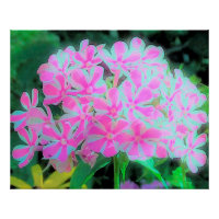 Hot Pink and White Peppermint Twist Garden Phlox
