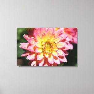 Hot Pink and Yellow Dahlia Flower Canvas Print