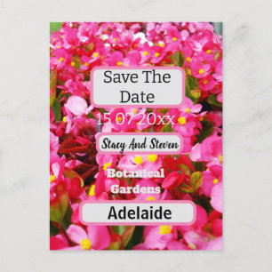 Hot Pink Begonia Flowers Save The Date, Postcard