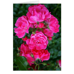 Hot Pink Bouquet