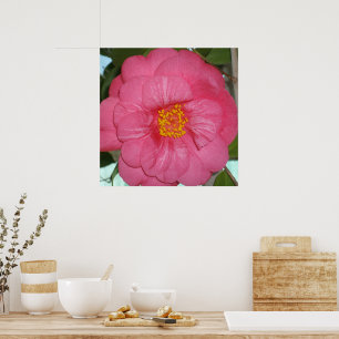Hot Pink Camellia Growing On A Tree, Poster