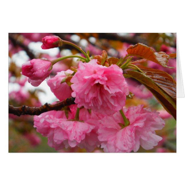 Hot Pink Cherry Blossom Flowers (Front Horizontal)