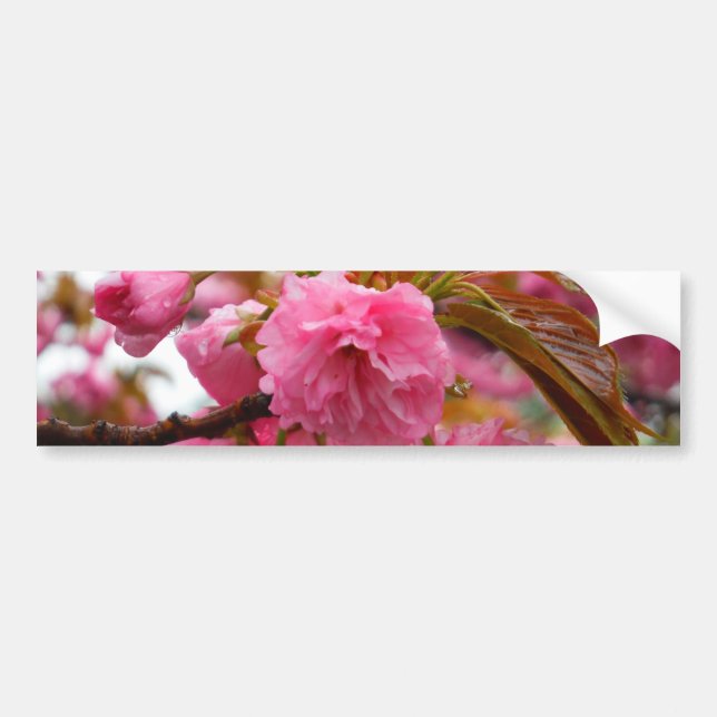 Hot Pink Cherry Blossom Flowers Bumper Sticker (Front)