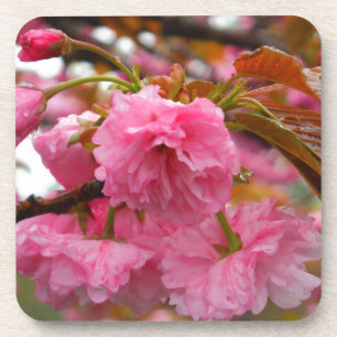 Hot Pink Cherry Blossom Flowers Coaster