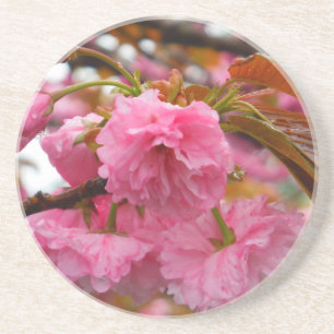 Hot Pink Cherry Blossom Flowers Coaster
