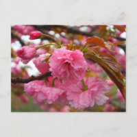 Hot Pink Cherry Blossom Flowers
