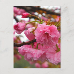 Hot Pink Cherry Blossom Flowers Postcard