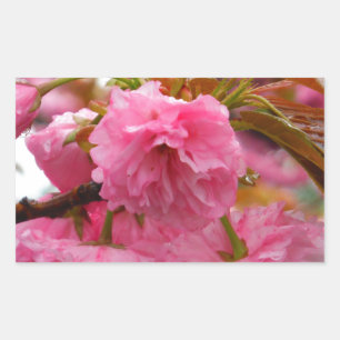 Hot Pink Cherry Blossom Flowers Rectangular Sticker