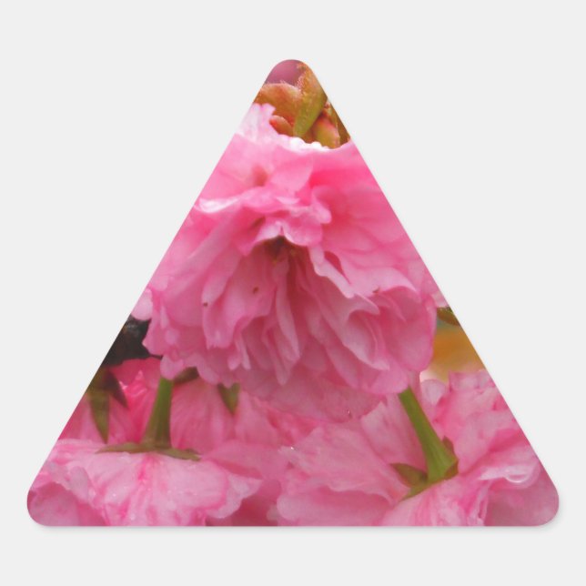 Hot Pink Cherry Blossom Flowers Triangle Sticker (Front)