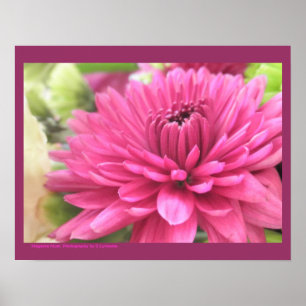 Hot Pink Chrysanthemum Flower Mums Flowers Photo Poster