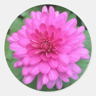 Hot Pink Crysanthemems Floral Classic Round Sticker