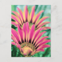 Hot Pink Daisy Petals