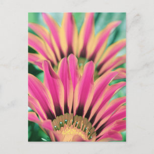 Hot Pink Daisy Petals Postcard