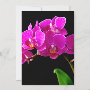 Hot Pink Dendrobium Orchid Flower Orchids Template