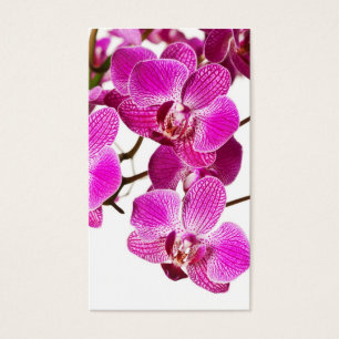 Hot Pink Dendrobium Orchid - Orchids Background